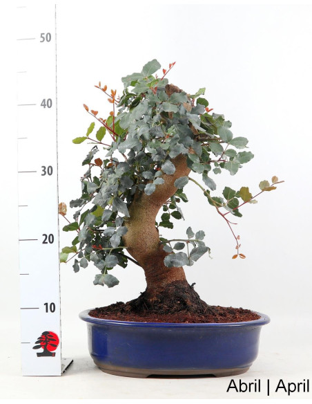 Alfarrobeira Bonsai von 29 Jahren