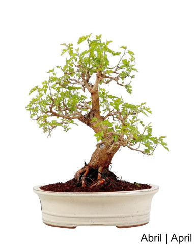 Luso Bonsai | Amoreira Bonsai de 27 ans