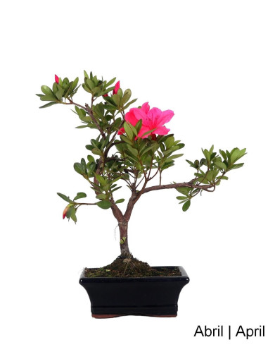 efeu hecken Efeu Hecke Hibernica 120 cm