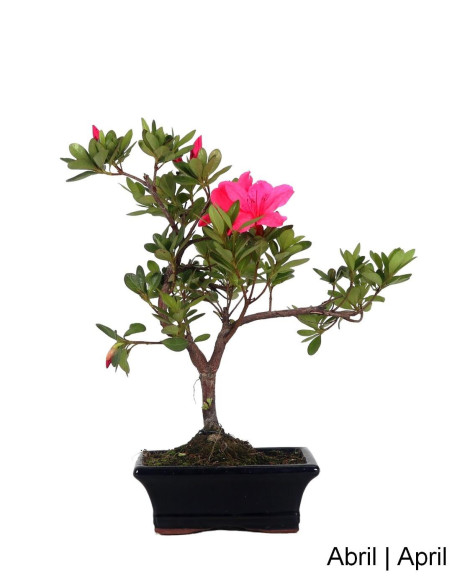 Azalea Bonsai di 8 anni