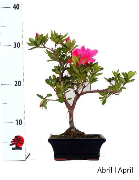 Azalea Bonsai di 8 anni