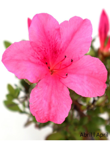 Azalea Bonsai di 8 anni