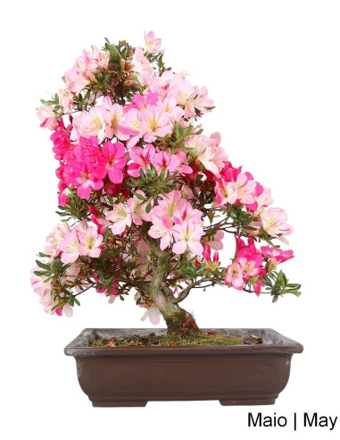 Bonsaï Azalée de 29 ans | Luso Bonsai