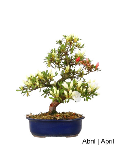 Azalea Bonsai of 32 years old