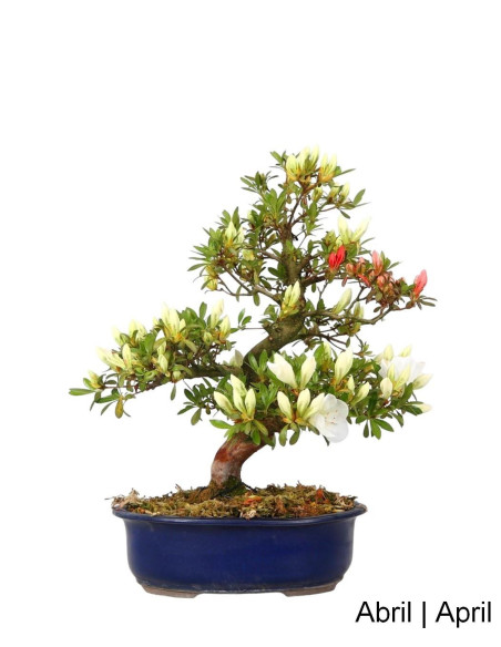 Azalea Bonsai de 32 años
