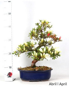 Azalea Bonsai de 32 anos 2
