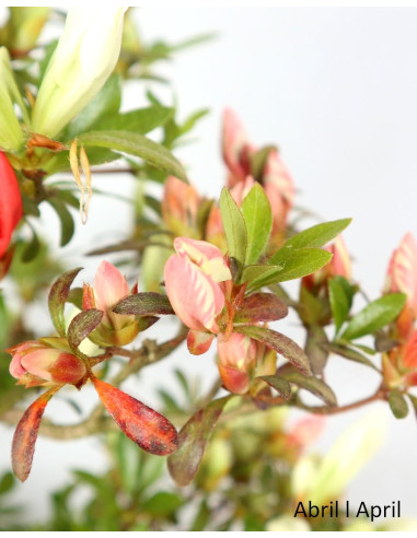 Azalea Bonsai of 32 years old