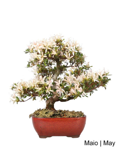 Azalea Bonsai di 36 anni