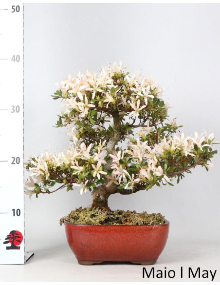 Azalea Bonsai de 36 años