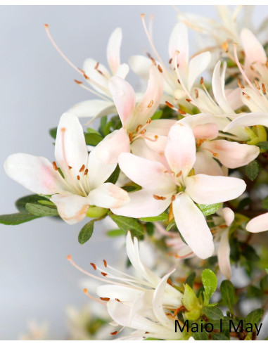 Azalea Bonsai de 36 años