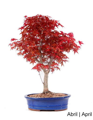 Luso Bonsai ← Acer Palmatum Deshojo Bonsai de 31 años