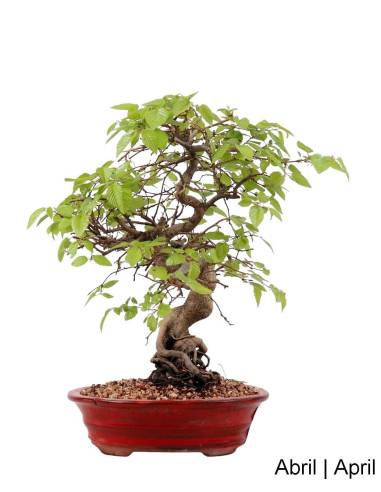 Carpinus Bonsai von 27 Jahren