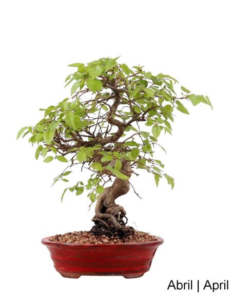 Carpinus Bonsai de 27 años