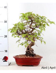 Carpinus Bonsai di 27 anni 2