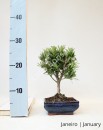 Podocarpus 6 anos