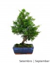 Juniperus Itoigawa 8 anos