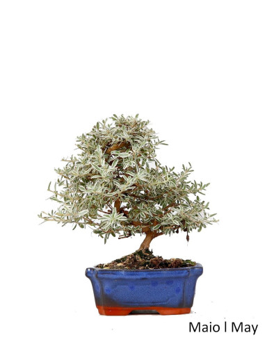 Coprosm SPP Bonsai 2014 | Luso Bonsai