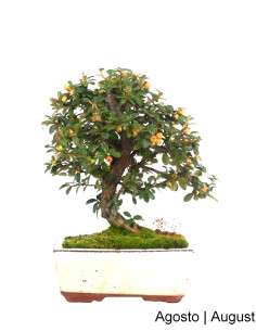Cotoneaster Coral Beauty Bonsai di 7 anni