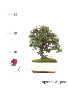 Cotoneaster Coral Beauty Bonsai of 7 years 2