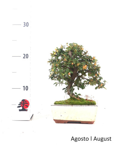 Cotoneaster Coral Beauty Bonsai of 7 years