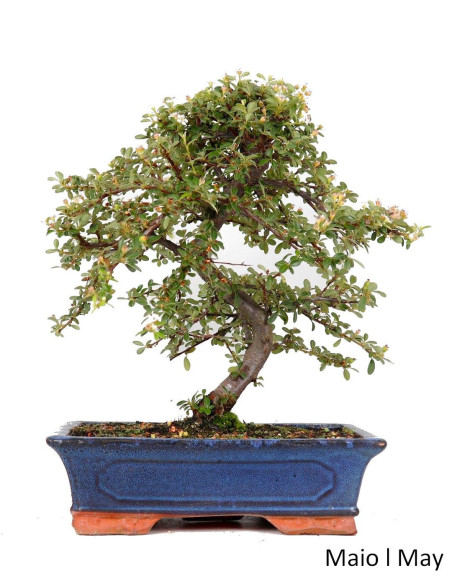 Cotoneaster Coral Beauty Bonsai di 17 anni