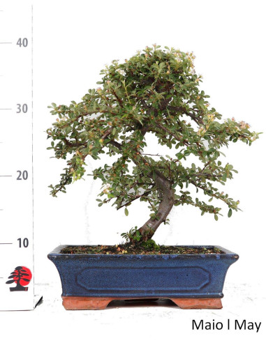 Cotoneaster Coral Beauty Bonsai di 17 anni