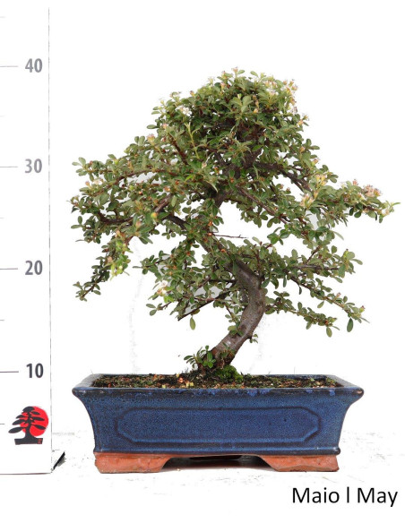 Cotoneaster Coral Beauty Bonsai di 17 anni