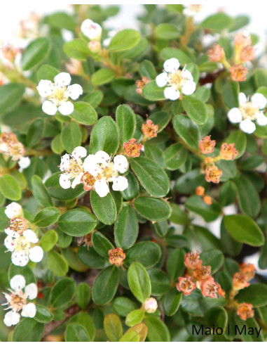 Cotoneaster Coral Beauty Bonsai di 17 anni