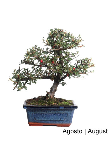 Cotoneaster Microphyllus Bonsai de 7 ans | Luso Bonsai