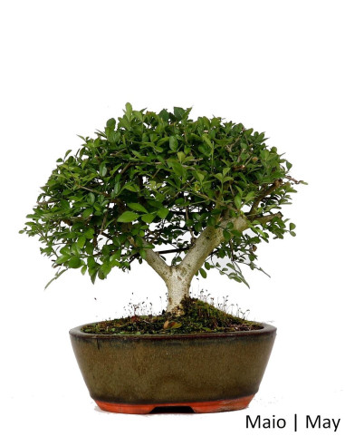 Fraxinus Bonsai of 9 years | Luso Bonsai