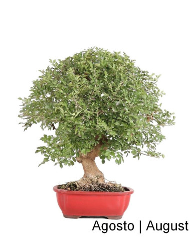 23 años Fraxinus Bonsai | Luso Bonsai