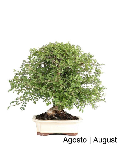 Fraxinus Bonsai de 23 anos