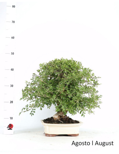 Fraxinus Bonsai de 23 anos