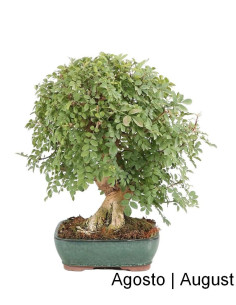 Fraxinus Bonsai de 34 años