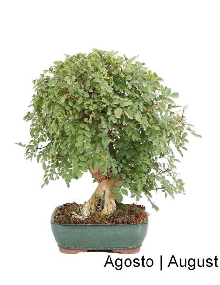 Fraxinus Bonsai di 34 anni
