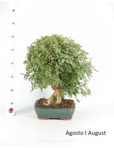 Fraxinus Bonsai de 34 años 2