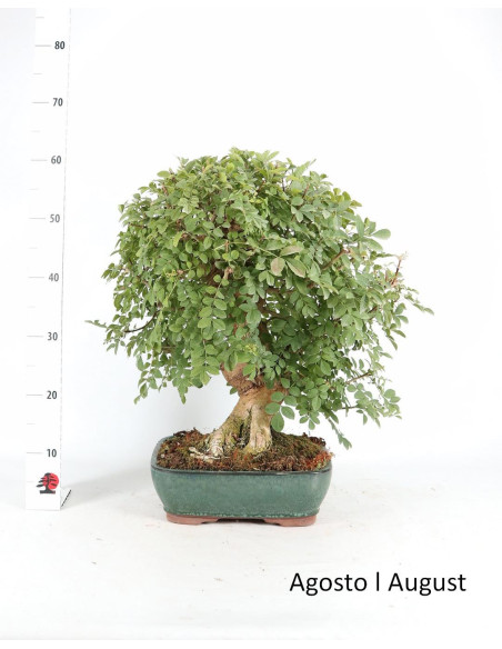 Fraxinus Bonsai di 34 anni