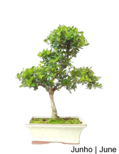 Ilex Crenata Bonsai of 9 years