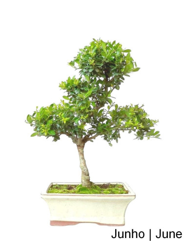 Ilex Crenata Bonsai of 9 years