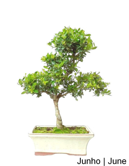 Ilex Crenata Bonsai de 9 años