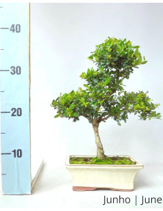 Ilex Crenata Bonsai of 9 years 2