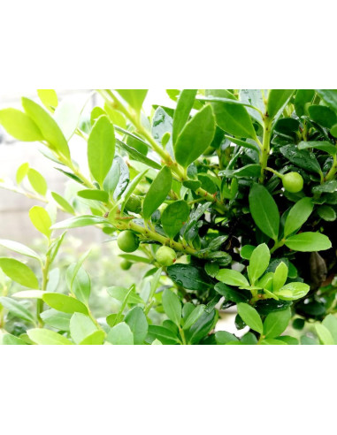 Ilex Crenata Bonsai of 9 years
