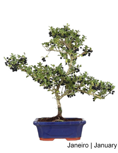 Ilex Microphylla Bonsai de 9 anos