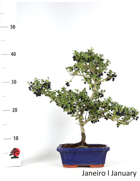 Ilex Microphylla Bonsai de 9 anos