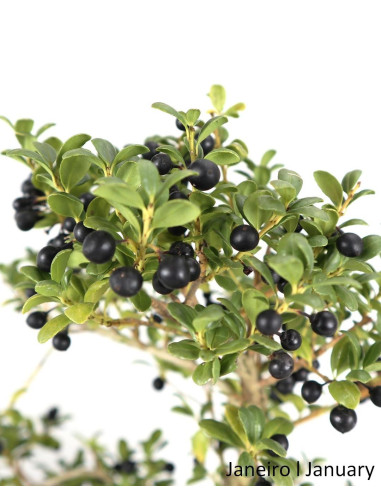 Ilex Microphylla Bonsai de 9 anos
