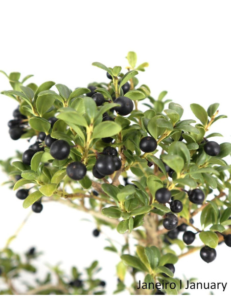 Ilex Microphylla Bonsai de 9 anos