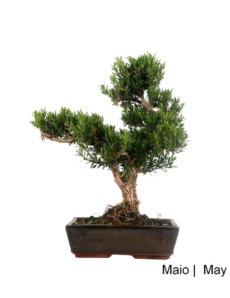Bonsai di Buxus Harlandii di 19 anni