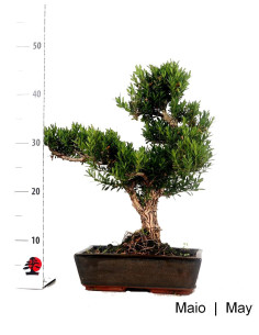 Buxus Harlandii Bonsai di 19 anni 2