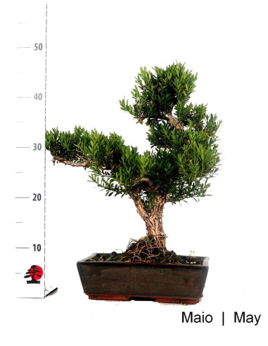 Bonsai di Buxus Harlandii di 19 anni