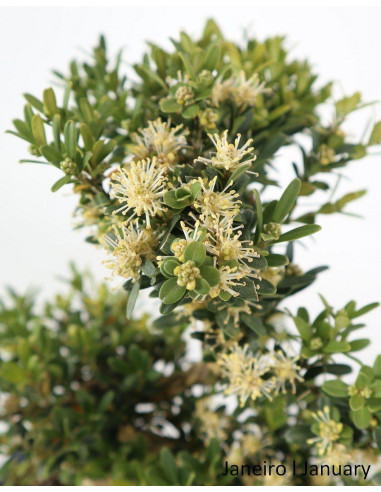 19-year-old Buxus Harlandii Bonsai